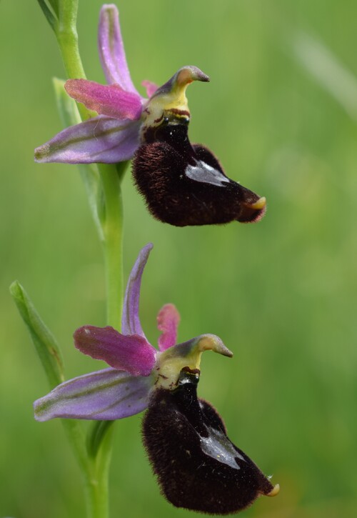 Le orchidee di Montisola (Lago d''Iseo)