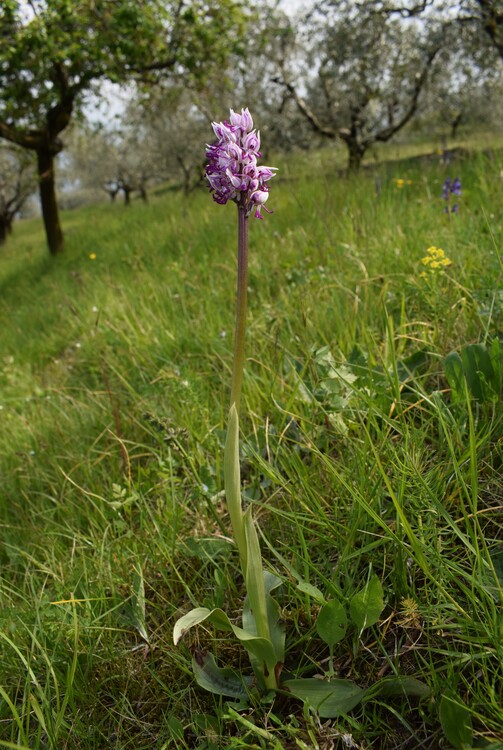 Le orchidee di Montisola (Lago d''Iseo)