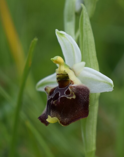 Le orchidee di Montisola (Lago d''Iseo)