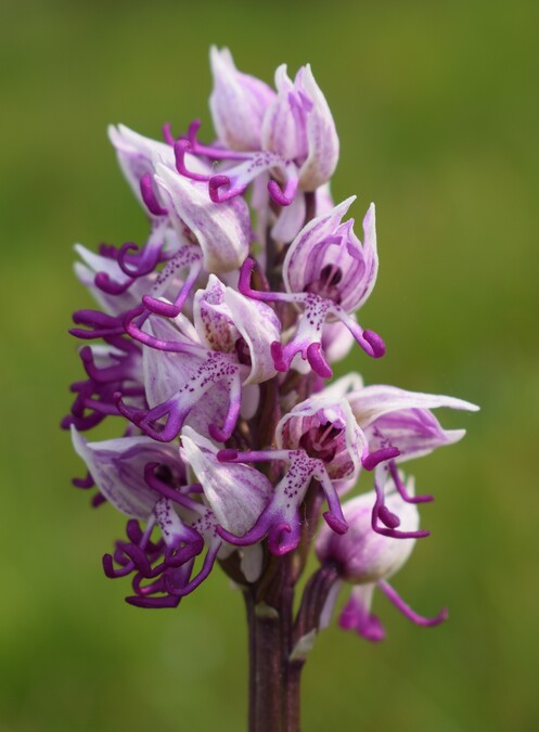Le orchidee di Montisola (Lago d''Iseo)