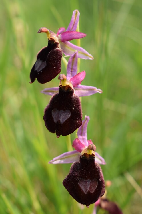 Le orchidee di Montisola (Lago d''Iseo)