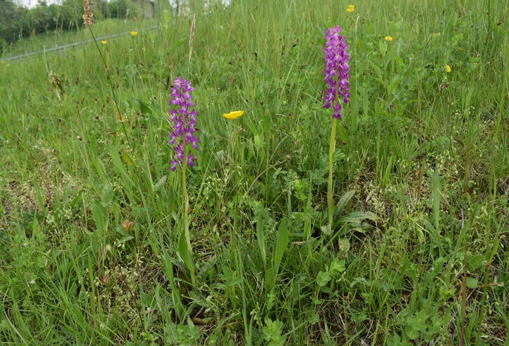 Le orchidee di Montisola (Lago d''Iseo)