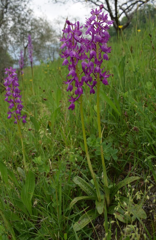 Le orchidee di Montisola (Lago d''Iseo)