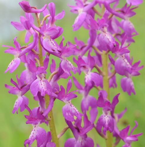 Le orchidee di Montisola (Lago d''Iseo)