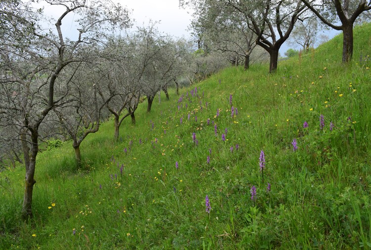 Le orchidee di Montisola (Lago d''Iseo)