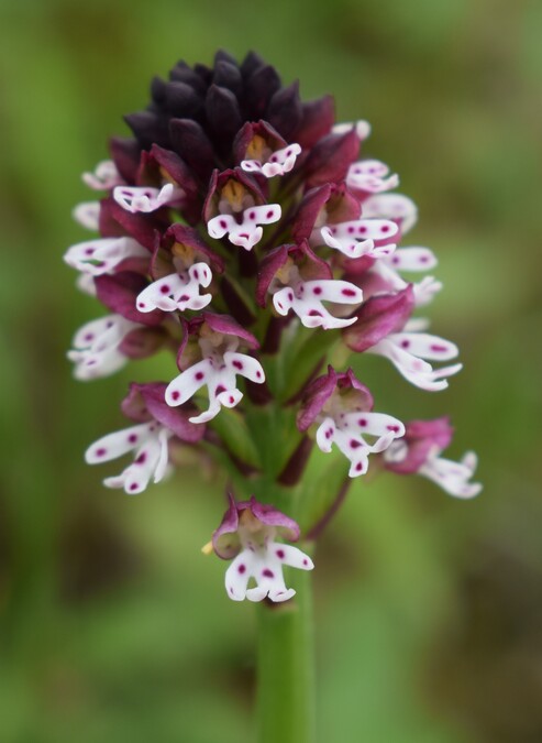 Le orchidee di Montisola (Lago d''Iseo)