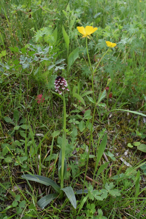 Le orchidee di Montisola (Lago d''Iseo)