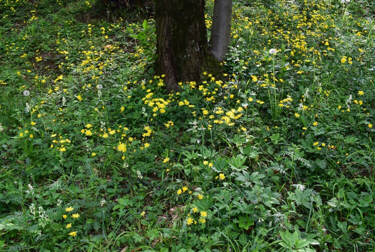 Le orchidee di Montisola (Lago d''Iseo)