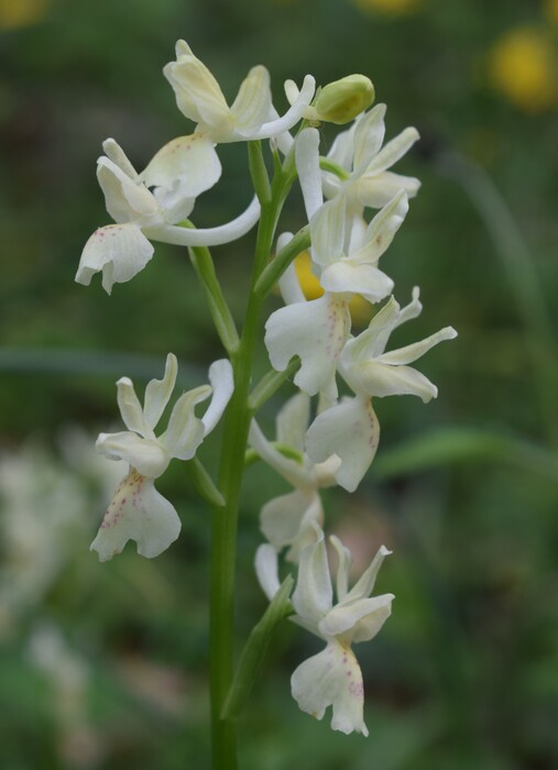 Le orchidee di Montisola (Lago d''Iseo)