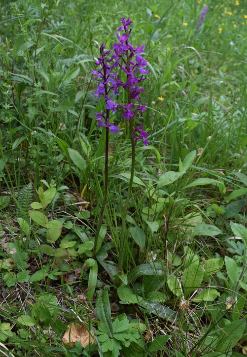 Le orchidee di Montisola (Lago d''Iseo)