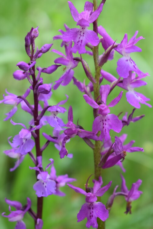 Le orchidee di Montisola (Lago d''Iseo)