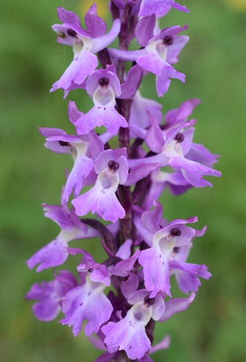 Le orchidee di Montisola (Lago d''Iseo)