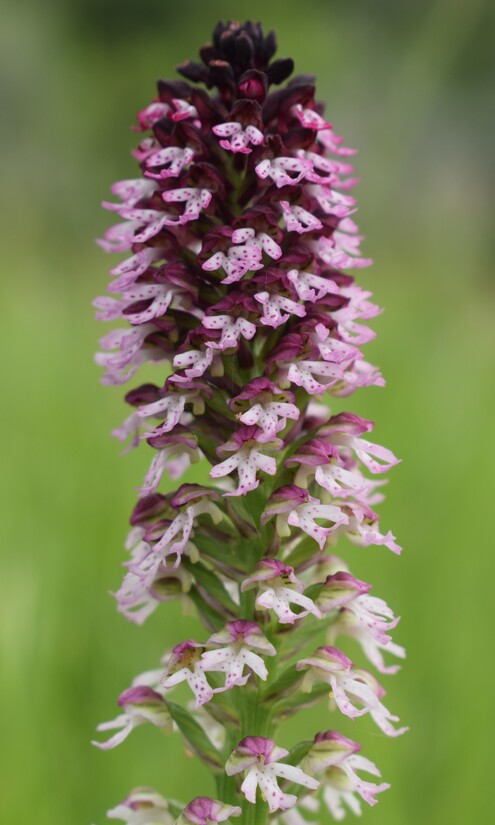 Le orchidee di Montisola (Lago d''Iseo)