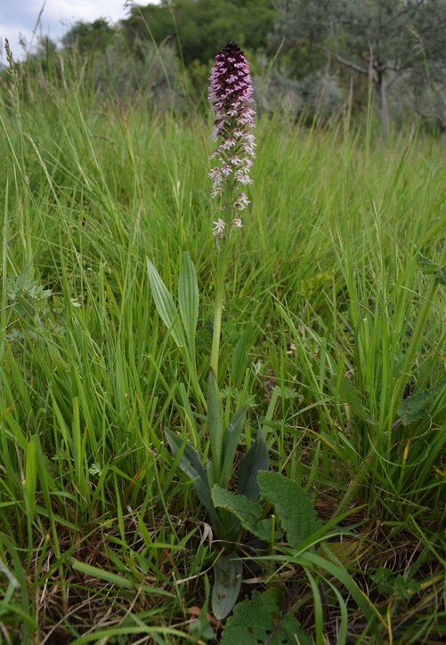 Le orchidee di Montisola (Lago d''Iseo)