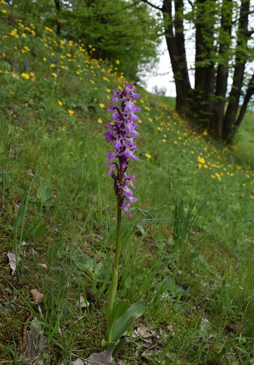 Le orchidee di Montisola (Lago d''Iseo)