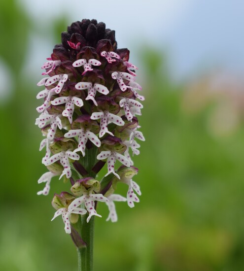 Le orchidee di Montisola (Lago d''Iseo)