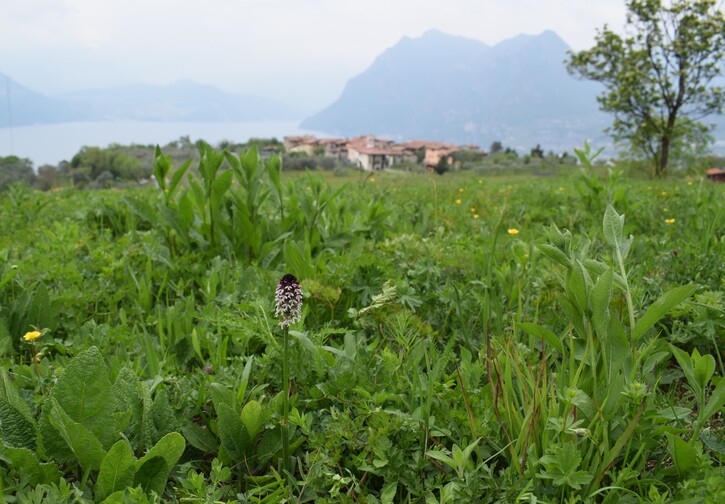 Le orchidee di Montisola (Lago d''Iseo)