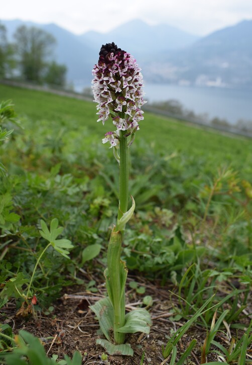 Le orchidee di Montisola (Lago d''Iseo)