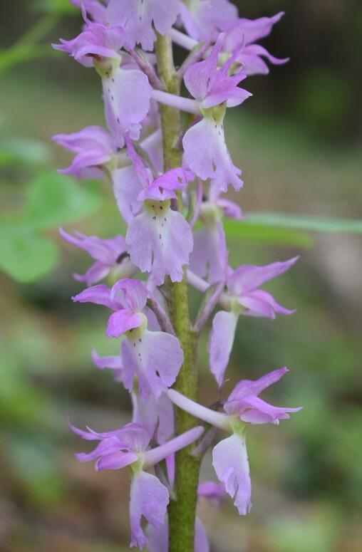 Le orchidee di Montisola (Lago d''Iseo)