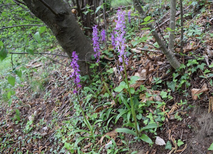 Le orchidee di Montisola (Lago d''Iseo)