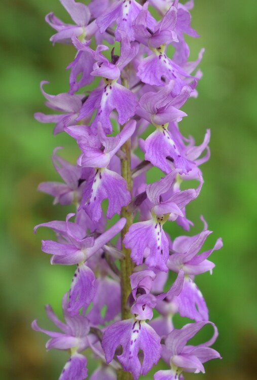 Le orchidee di Montisola (Lago d''Iseo)