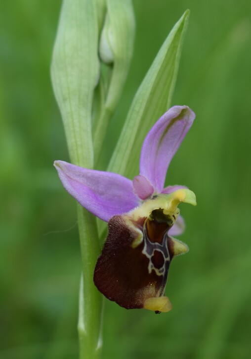 Le orchidee di Montisola (Lago d''Iseo)