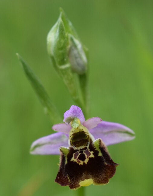 Le orchidee di Montisola (Lago d''Iseo)