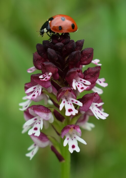 Le orchidee di Montisola (Lago d''Iseo)