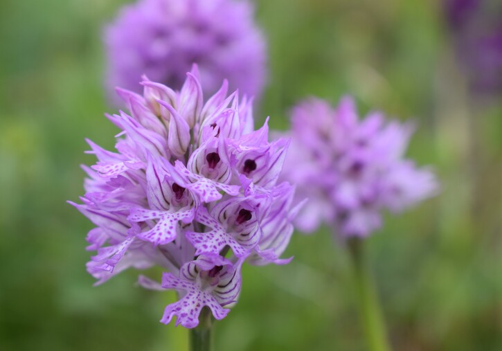 Le orchidee di Montisola (Lago d''Iseo)