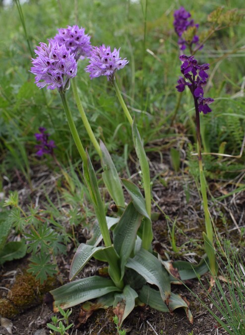 Le orchidee di Montisola (Lago d''Iseo)