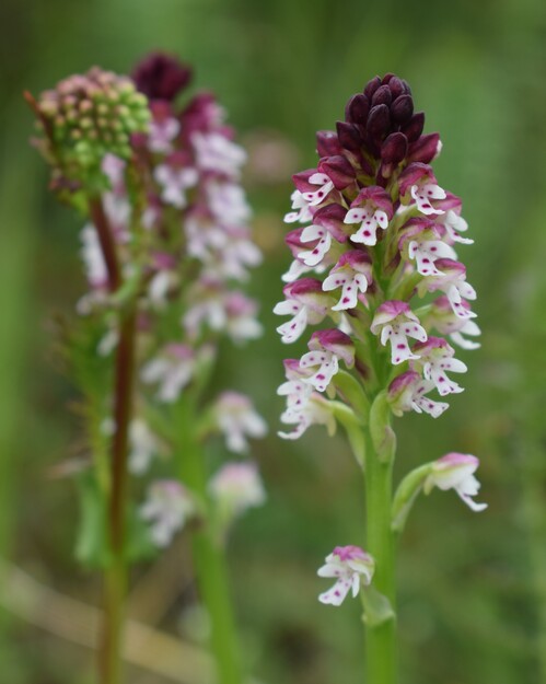 Le orchidee di Montisola (Lago d''Iseo)