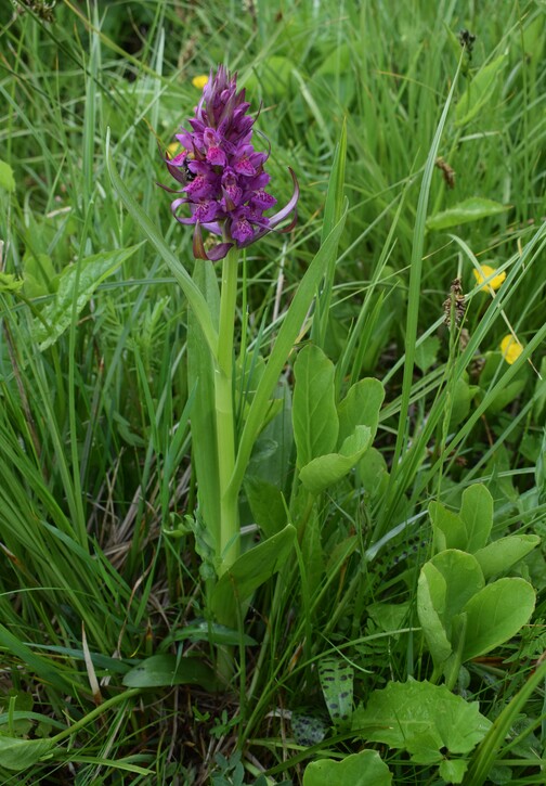 Dactylorhiza guillaumeae (Appennino Reggiano)