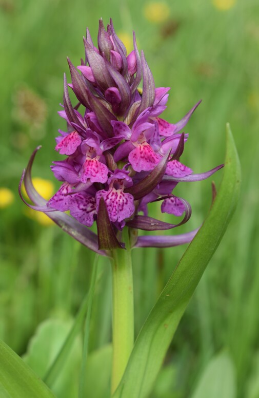 Dactylorhiza guillaumeae (Appennino Reggiano)