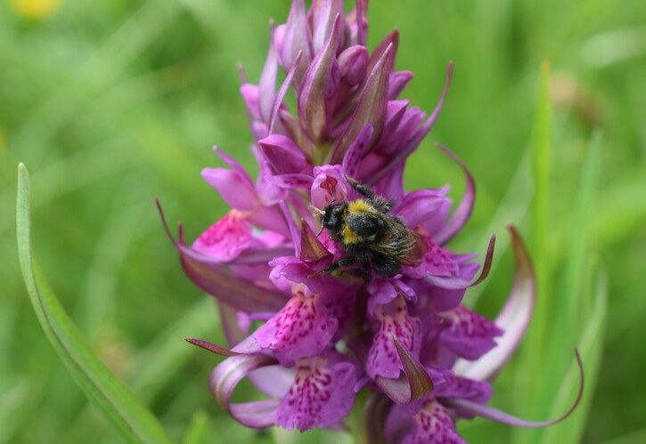 Dactylorhiza guillaumeae (Appennino Reggiano)