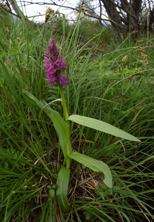 Dactylorhiza guillaumeae (Appennino Reggiano)