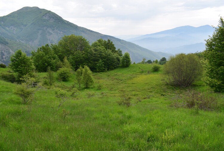 Dactylorhiza guillaumeae (Appennino Reggiano)