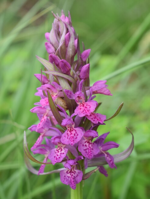 Dactylorhiza guillaumeae (Appennino Reggiano)