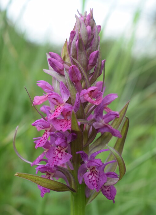 Dactylorhiza guillaumeae (Appennino Reggiano)