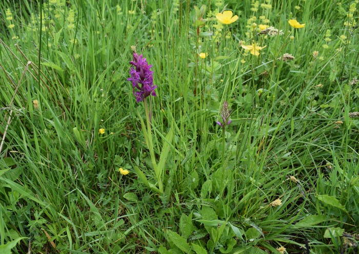 Dactylorhiza guillaumeae (Appennino Reggiano)