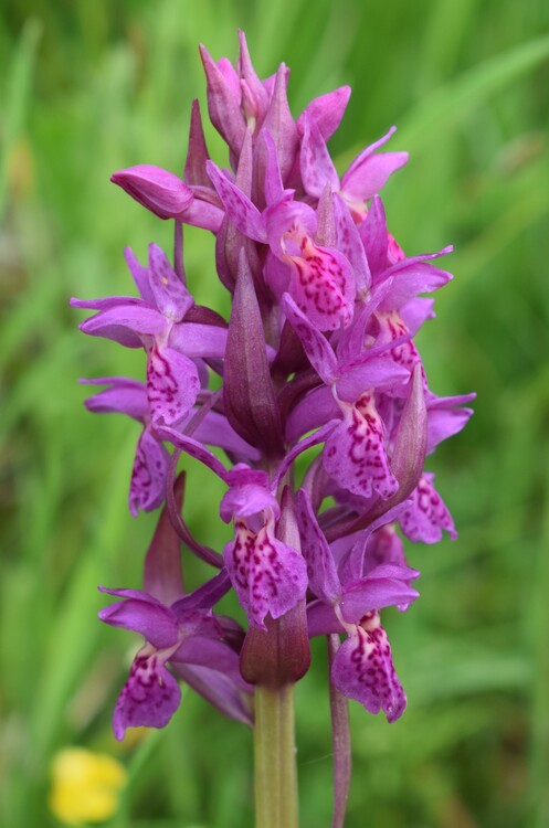 Dactylorhiza guillaumeae (Appennino Reggiano)