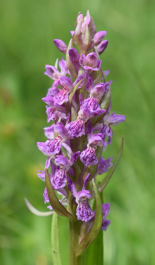 Dactylorhiza guillaumeae (Appennino Reggiano)