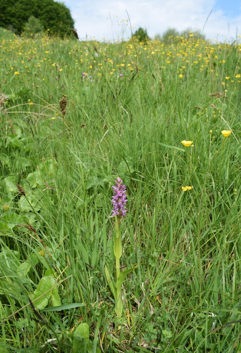 Dactylorhiza guillaumeae (Appennino Reggiano)