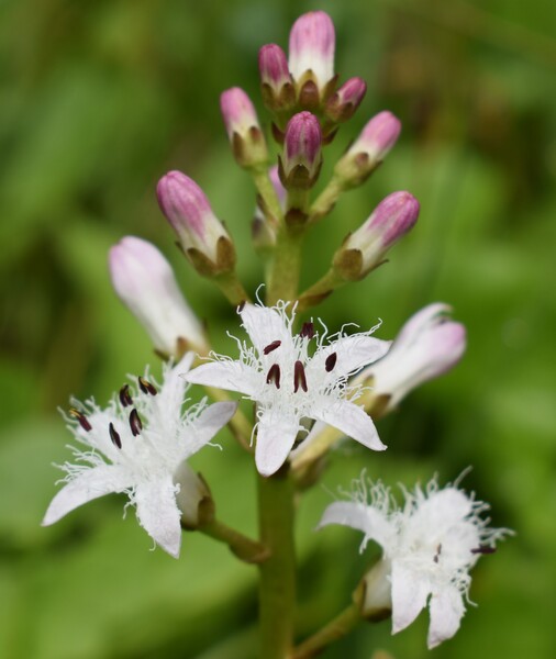 Dactylorhiza guillaumeae (Appennino Reggiano)