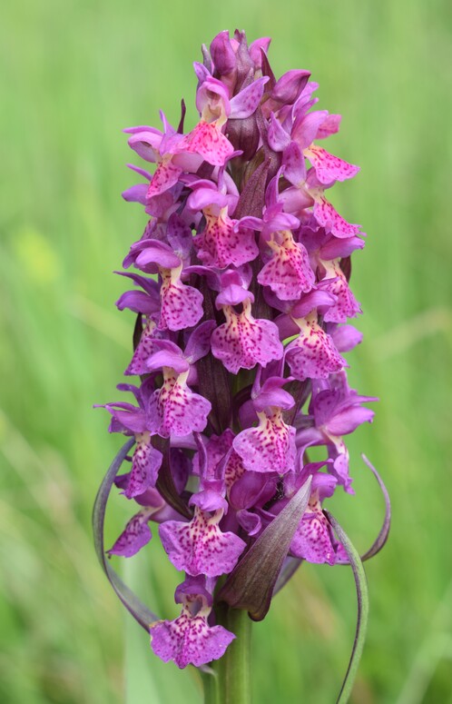 Dactylorhiza guillaumeae (Appennino Reggiano)