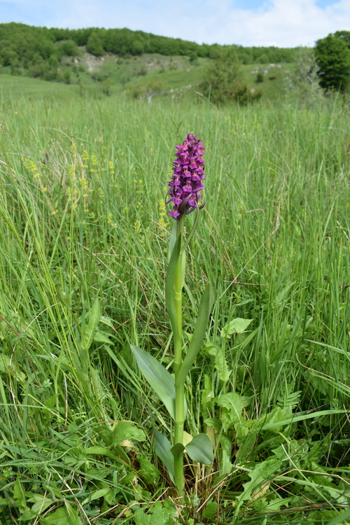 Dactylorhiza guillaumeae (Appennino Reggiano)