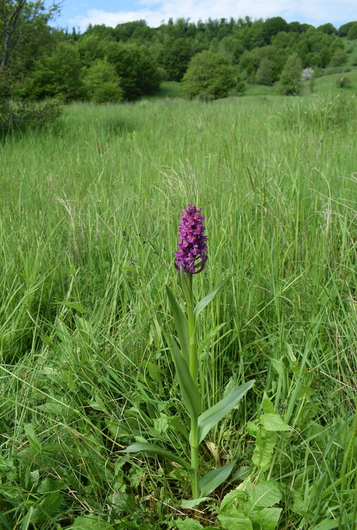 Dactylorhiza guillaumeae (Appennino Reggiano)