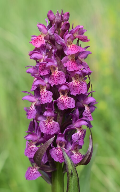 Dactylorhiza guillaumeae (Appennino Reggiano)