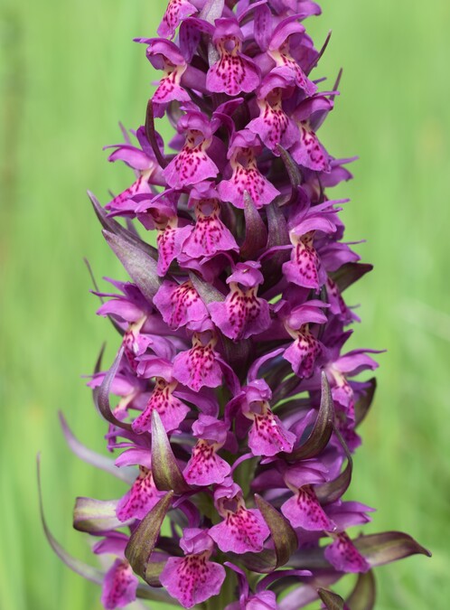 Dactylorhiza guillaumeae (Appennino Reggiano)