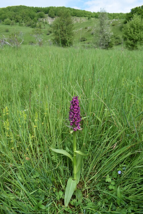 Dactylorhiza guillaumeae (Appennino Reggiano)