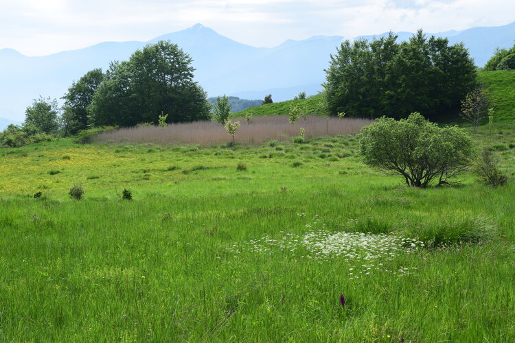 Dactylorhiza guillaumeae (Appennino Reggiano)